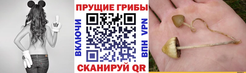 наркота  Усмань  Галлюциногенные грибы Cubensis 